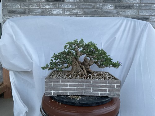 Live tree vietnamese - tree,